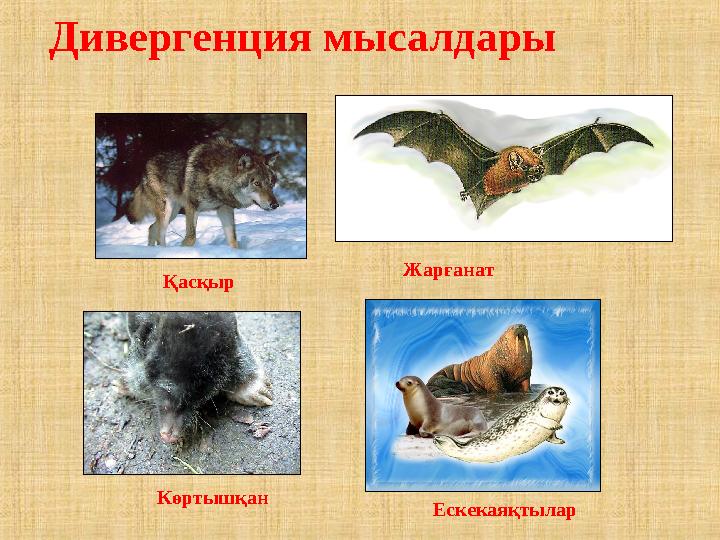 Дивергенция мысалдары Ескекаяқтылар Көртышқан Қасқыр Жарғанат