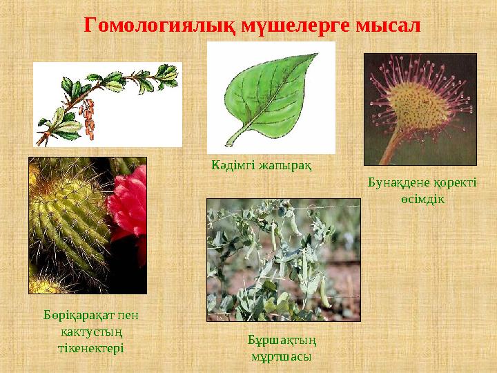 Гомологиялық мүшелерге мысал Бунақдене қоректі өсімдік Бөріқарақат пен кактустың тікенектері Бұршақтың мұртшасы Кәдімгі жапы