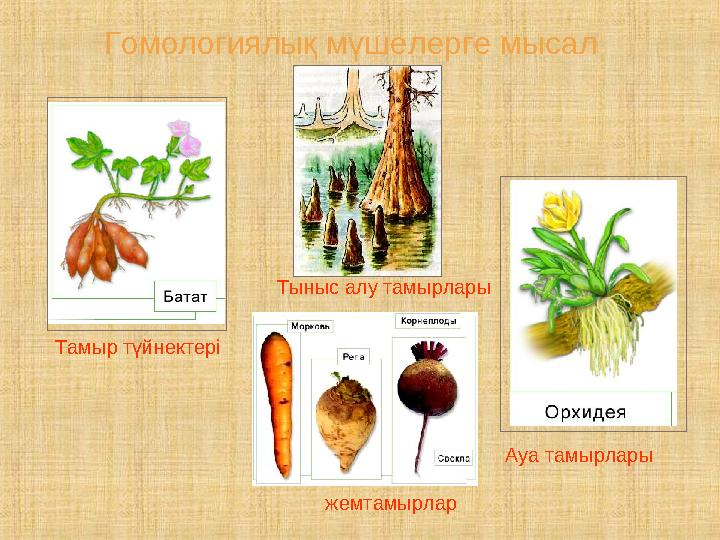 Тамыр түйнектері Тыныс алу тамырлары Ауа тамырлары жемтамырлар Гомологиялық мүшелерге мысал