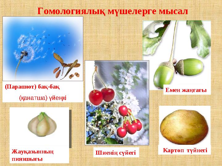 Гомологиялық мүшелерге мысал (Парашют) бақ-бақ (қанатша) үйеңкі Шиенің сүйегі Емен жаңғағы Картоп түйнегіЖауқазынның пиязшығ