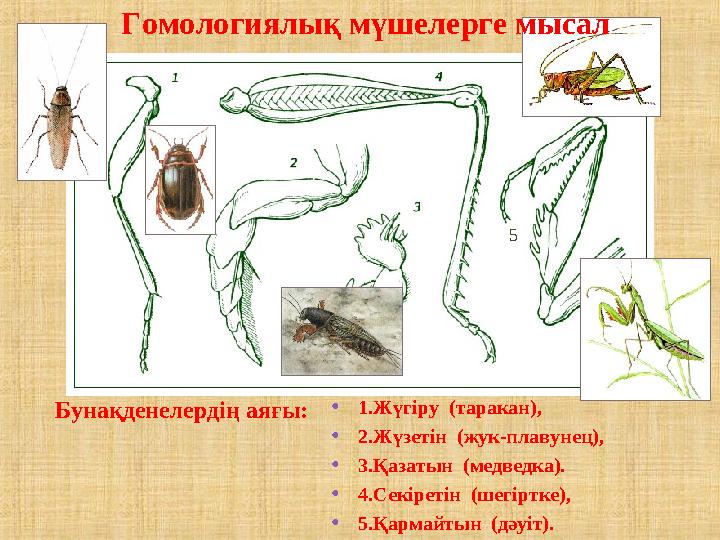 •1.Жүгіру (таракан), •2.Жүзетін (жук-плавунец), •3.Қазатын (медведка). •4.Секіретін (шегіртке), •5.Қармайтын (дәуіт). Бунақ