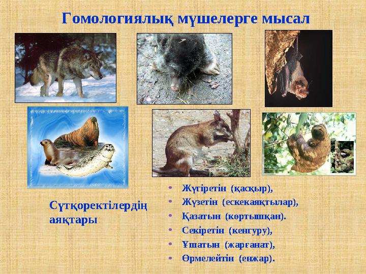 Гомологиялық мүшелерге мысал •Жүгіретін (қасқыр), •Жүзетін (ескекаяқтылар), •Қазатын (көртышқан). •Секіретін (кенгуру), •Ұша