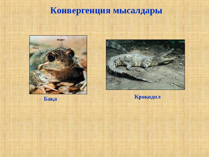 Конвергенция мысалдары Крокодил Бақа