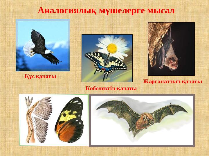 Аналогиялық мүшелерге мысал Жарғанаттың қанаты Көбелектің қанаты Құс қанаты