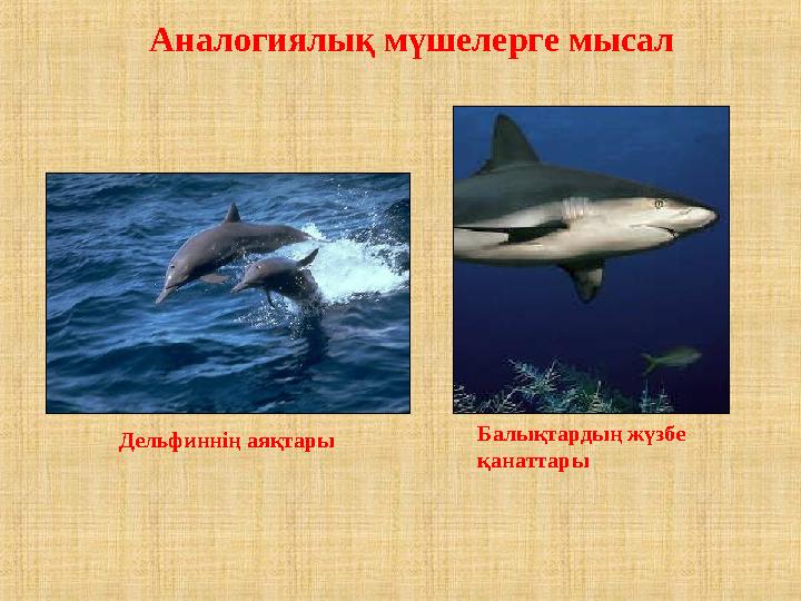 Аналогиялық мүшелерге мысал Балықтардың жүзбе қанаттары Дельфиннің аяқтары