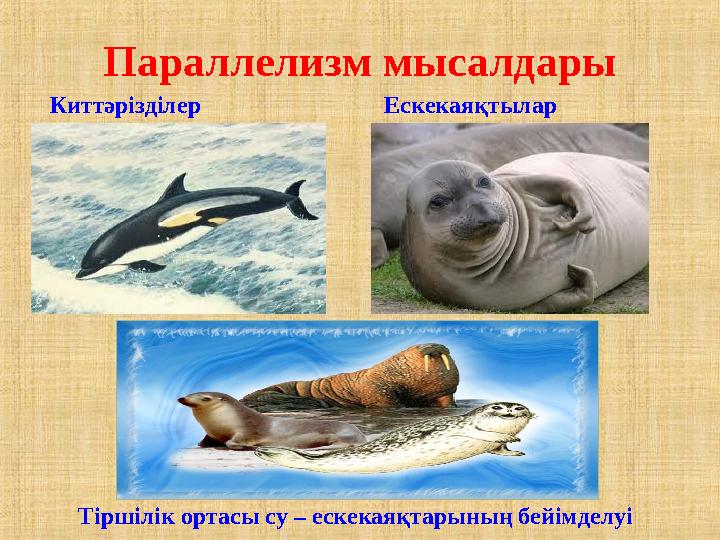 Параллелизм мысалдары Киттәрізділер Ескекаяқтылар Тіршілік ортасы су – ескекаяқтарының бейімделуі