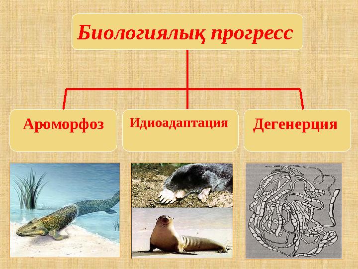 Биологиялық прогресс Ароморфоз Идиоадаптация Дегенерция
