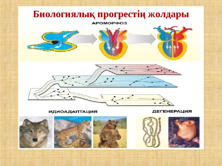 Биологиялық прогрестің жолдары