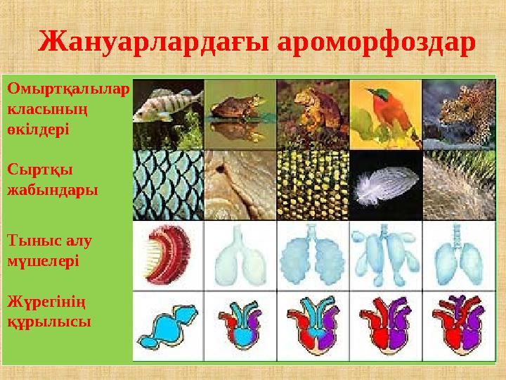 Жануарлардағы ароморфоздар Омыртқалылар класының өкілдері Сыртқы жабындары Тыныс алу мүшелері Жүрегінің құрылысы