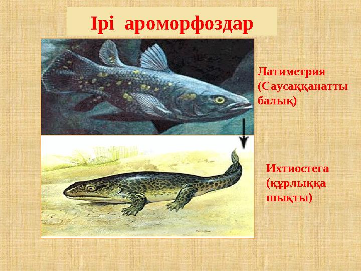 Ірі ароморфоздар Латиметрия (Саусаққанатты балық) Ихтиостега (құрлыққа шықты)