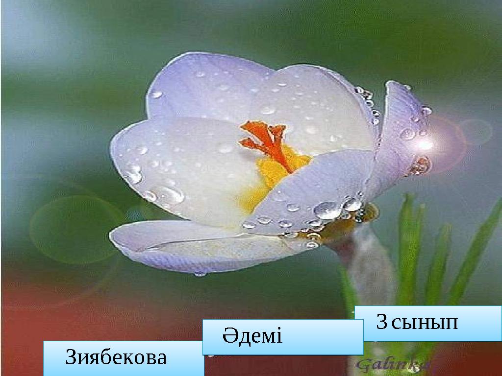 Паола Ариэльмен порно көру