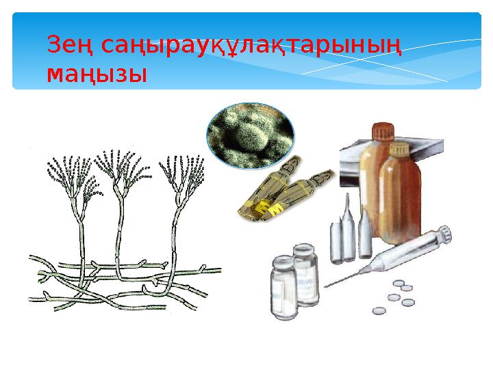 Зең саңырауқұлақтарының маңызы