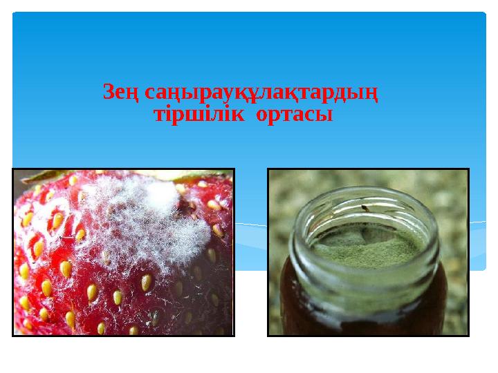 Зең саңырауқұлақтардың тіршілік ортасы