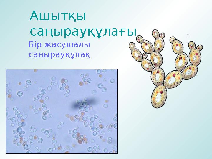 Ашытқы саңырауқұлағы Бір жасушалы саңырауқұлақ