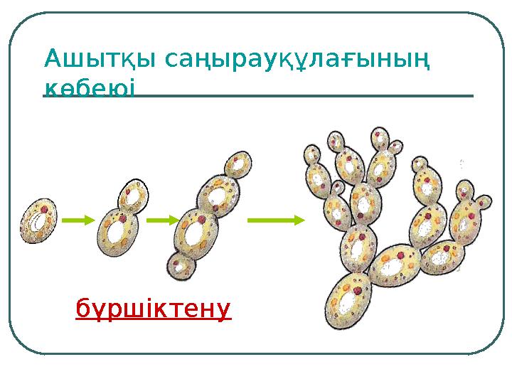 Ашытқы саңырауқұлағының көбеюі бүршіктену