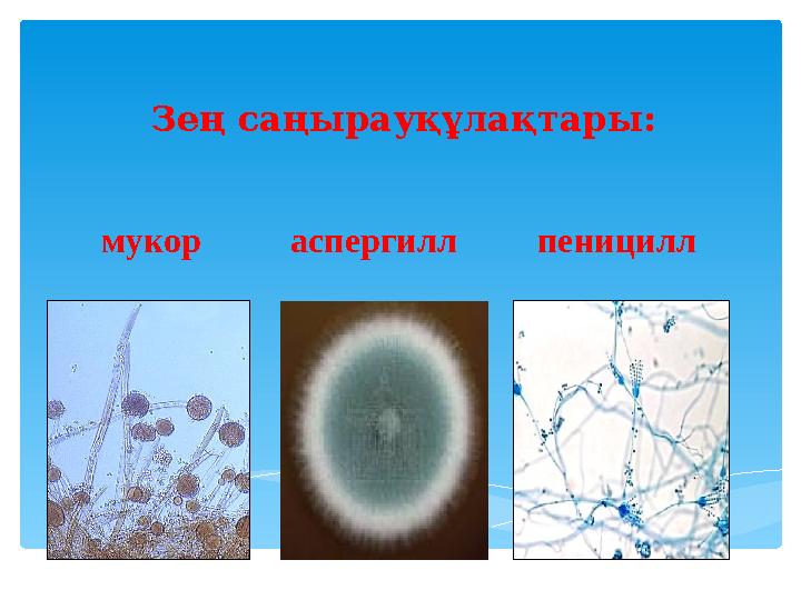 Зең саңырауқұлақтары: мукор аспергилл пеницилл