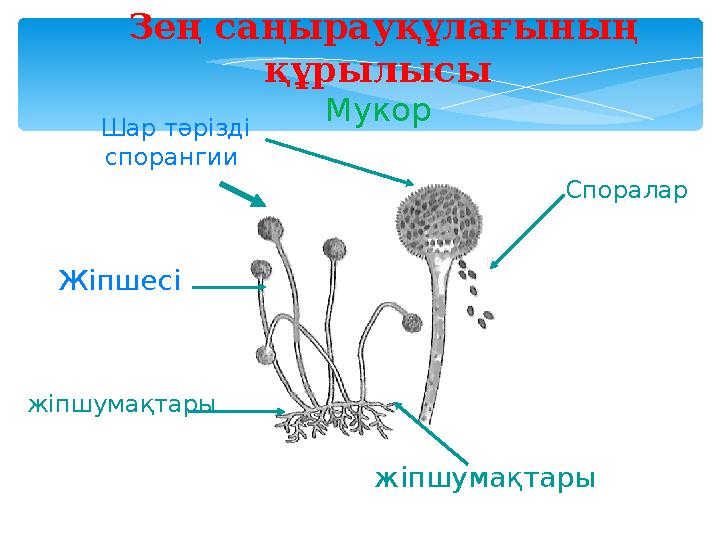 Зең саңырауқұлағының құрылысы Мукор Шар тәрізді спорангии Споралар жіпшумақтары жіпшумақтары Жіпшесі