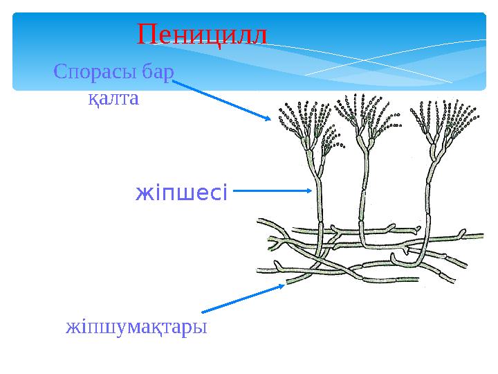 Спорасы бар қалта жіпшумақтары жіпшесі Пеницилл