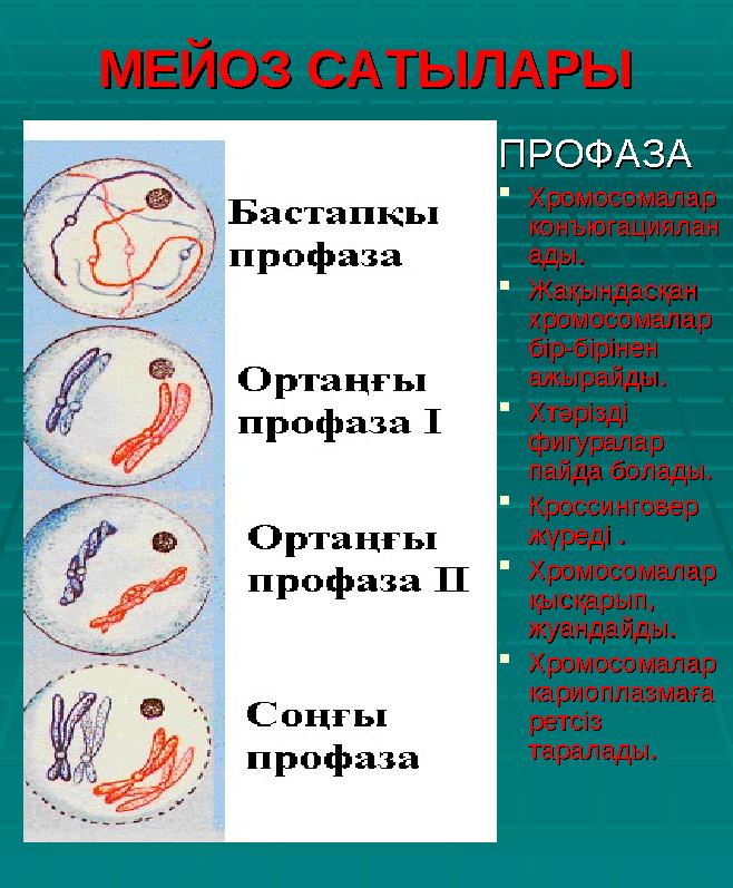 МЕЙОЗ САТЫЛАРЫМЕЙОЗ САТЫЛАРЫ ПРОФАЗАПРОФАЗА Хромосомалар Хромосомалар конъюгацияланконъюгациялан ады.ады. Жақындасқан Жақында