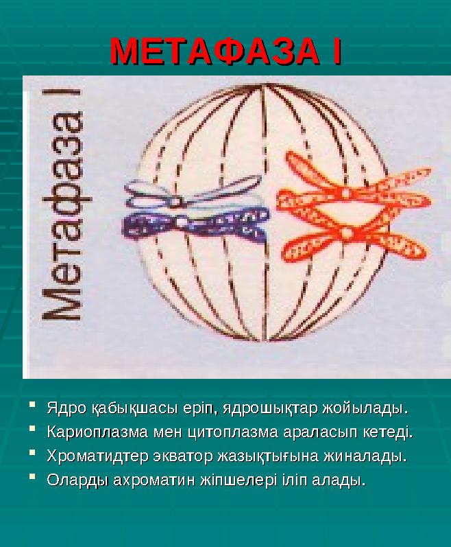 МЕТАФАЗА ІМЕТАФАЗА І Ядро қабықшасы еріп, ядрошықтар жойылады.Ядро қабықшасы еріп, ядрошықтар жойылады. Кариоплазма мен цитопл