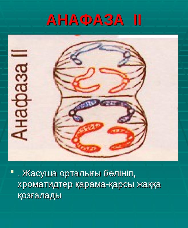 АНАФАЗА ІІАНАФАЗА ІІ . . Жасуша орталығы бөлініп, Жасуша орталығы бөлініп, хроматидтер қарама-қарсы жаққа хроматидтер қарама
