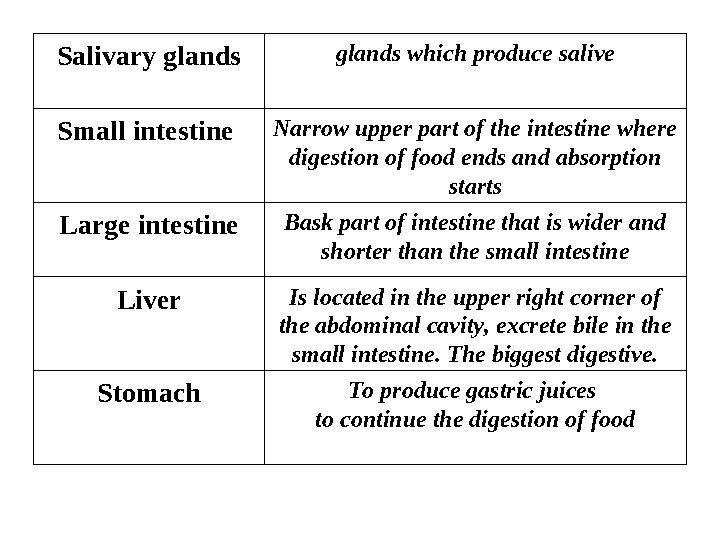 Salivary glands glands which produce salive Small intestine Narrow upper part of the intestine where digestion of food ends an