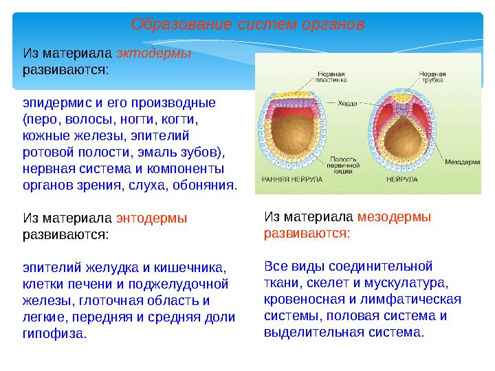 Образование систем органов Из материала эктодермы развиваются : эпидермис и его производные (перо, волосы, ногти, когти, ко