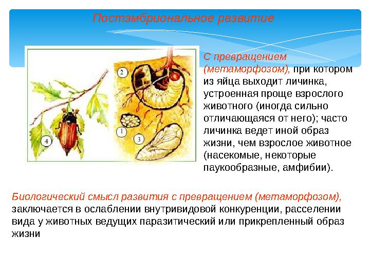 Постэмбриональное развитие С превращением (метаморфозом), при котором из яйца выходит личинка, устроенная проще взрослого ж