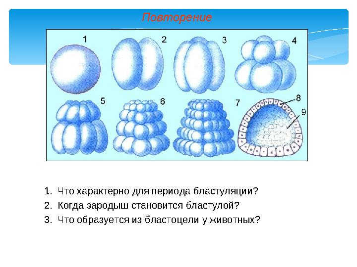 Повторение 1. Что характерно для периода бластуляции? 2. Когда зародыш становится бластулой? 3. Что образуется из бластоцели у ж