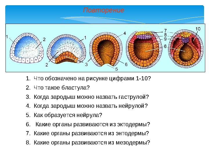 Повторение 1. Что обозначено на рисунке цифрами 1- 10 ? 2. Что такое бластула? 3. Когда зародыш можно назвать гаструлой? 4. Когд