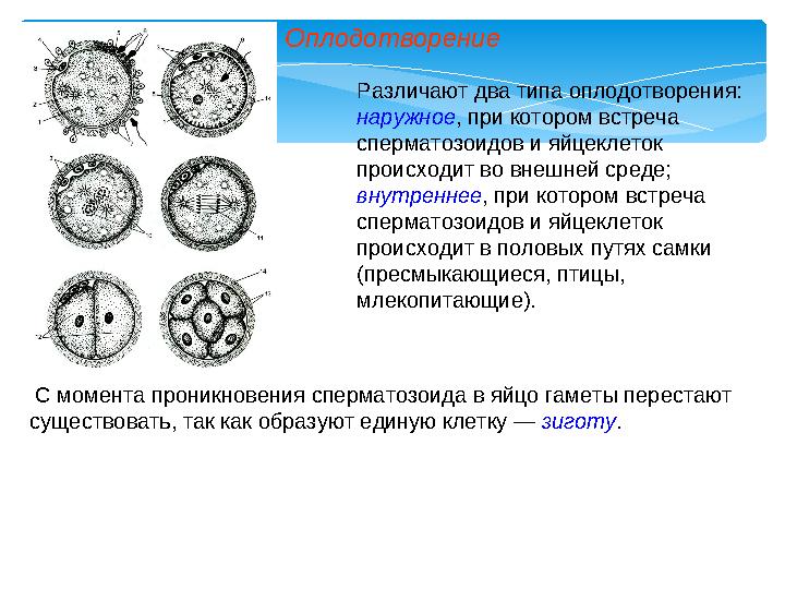 Оплодотворение Различают два типа оплодотворения: наружное , при котором встреча сперматозоидов и яйцеклеток происходит во вн