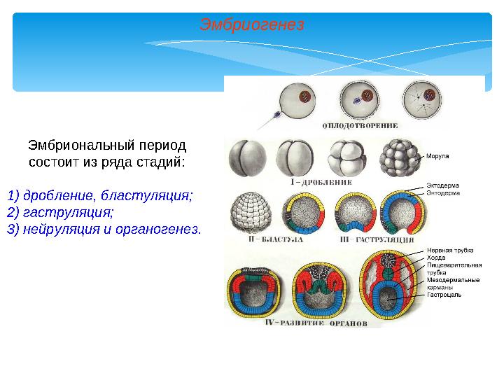 Эмбриогенез Эмбриональный период состоит из ряда стадий: 1) дробление, бластуляция; 2) гаструляция; 3) нейруляция и органогенез