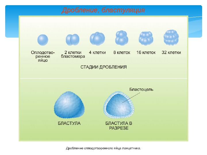 Дробление, бластуляция