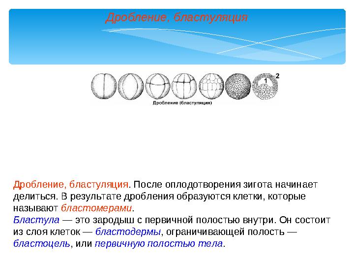 Дробление, бластуляция Дробление, бластуляция . После оплодотворения зигота начинает делиться. В результате дробления образуютс