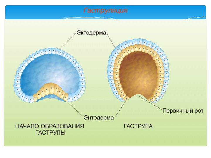 Гаструляция