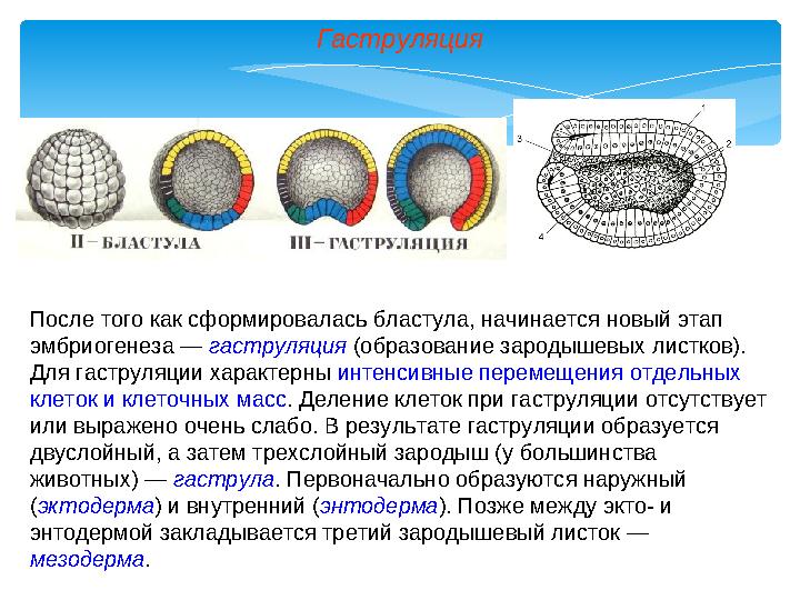 Гаструляция После того как сформировалась бластула, начинается новый этап эмбриогенеза — гаструляция (образование зародышевых