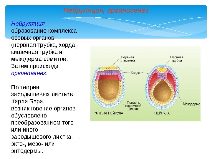 Нейруляция, органогенез Нейруляция — образование комплекса осевых органов (нервная трубка, хорда, кишечная трубка и мезоде