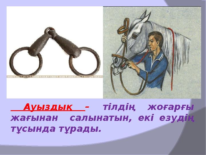 Ауыздық – тілдің жоғарғы жағынан салынатын, екі езудің тұсында тұрады.