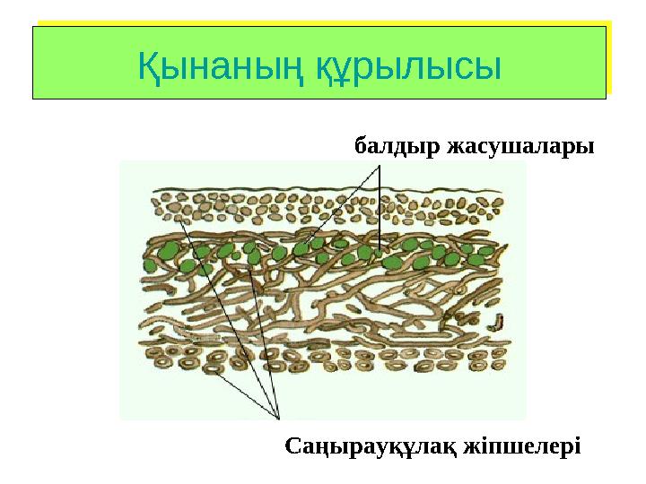 Қынаның құрылысыҚынаның құрылысы балдыр жасушалары Саңырауқұлақ жіпшелері