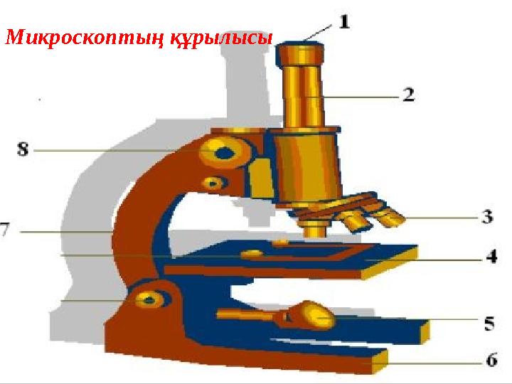 Микроскоптың құрылысы