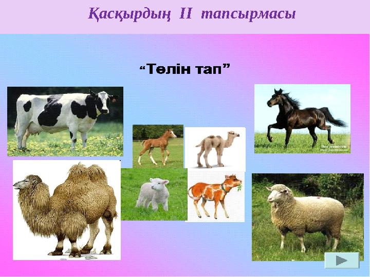 Қасқырдың II тапсырмасы