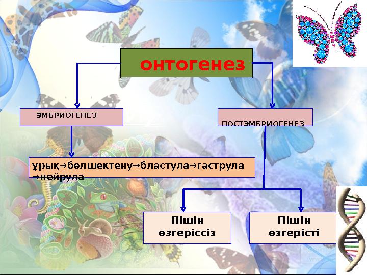 онтогенез ЭМБРИОГЕНЕЗ ПОСТЭМБРИОГЕНЕЗ ұрық→бөлшектену→бластула→гаструла →нейрула Пішін өзгеріссіз Пішін өзгерісті