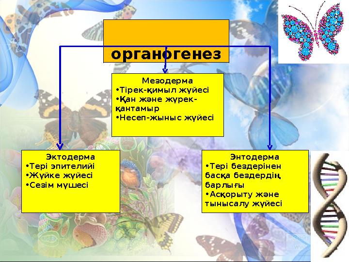 органогенез Эктодерма •Тері эпителийі •Жүйке жүйесі •Сезім мүшесі Мезодерма •Тірек-қимыл жүйесі •Қан және жүрек- қантамыр •Нес