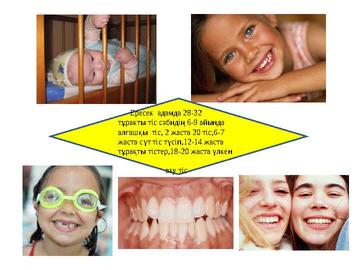 Ересек адамда 28-32 тұракты тіс сәбидің 6-9 айында алғашқы тіс, 2 жаста 20 тіс,6-7 жаста сүт тіс түсіп,12-14 жаста тұ