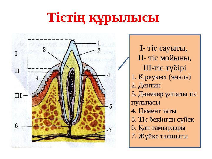 Тістің құрылысы І- тіс сауыты, ІІ- тіс мойыны, ІІІ-тіс түбірі 1. Кіреукесі (эмаль) 2. Дентин 3. Дәнекер ұлпалы тіс п