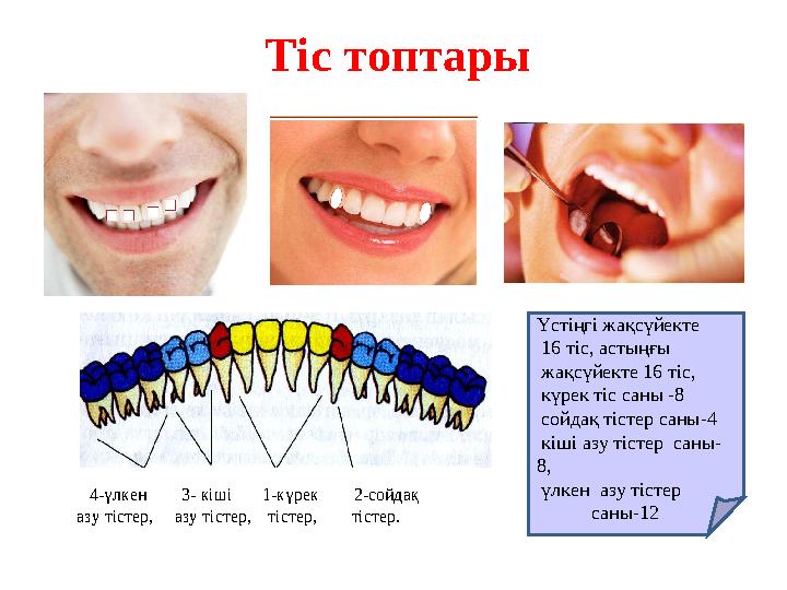 Тіс топтары 4-үлкен 3- кіші 1-күрек 2-сойдақ азу тістер, азу тістер, тіс