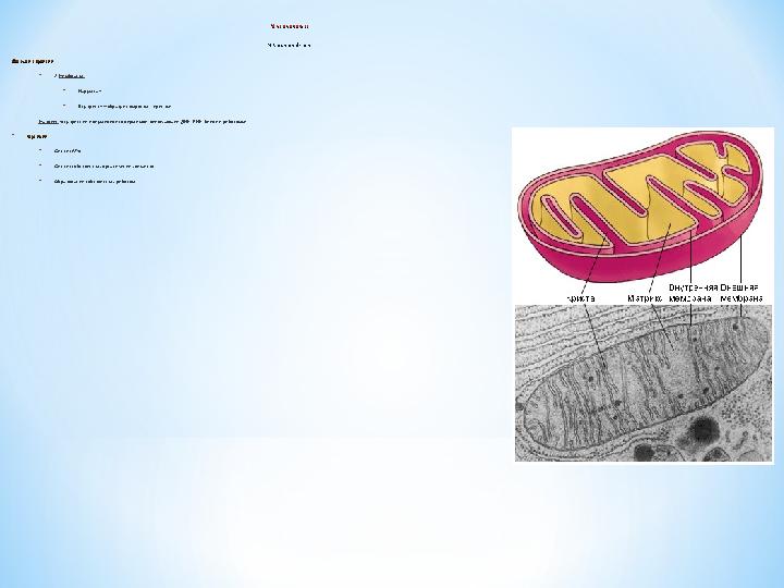 Митохондрия Митохондрия Mitochondrion Состав и строениеСостав и строение: * 2 Мембраны * Наружная * Внутренняя(образует выро