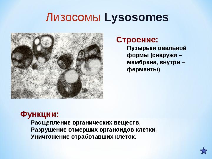 Строение: Пузырьки овальной формы (снаружи – мембрана, внутри – ферменты) Функции: Расщепление органических веществ, Разрушен