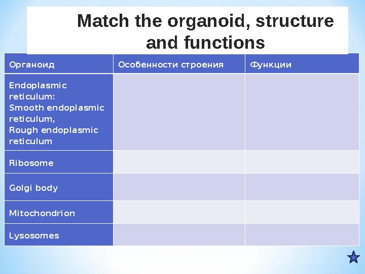 Органоид Особенности строения Функции Endoplasmic reticulum: Smooth endoplasmic reticulum, Rough endoplasmic reticulum Ribo