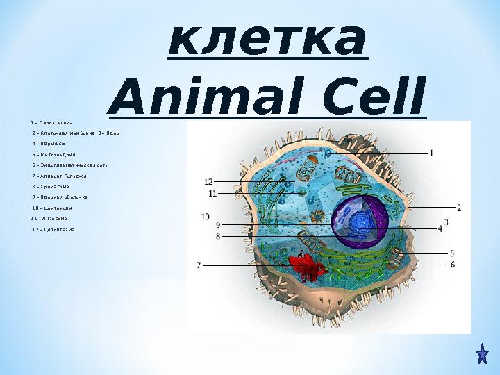 *Животная клетка Animal Cell 1 – Пероксисома, 2 – Клеточная мембрана, 3 – Ядро, 4 – Ядрышко, 5 – Митохондрии, 6 – Эндоплазм